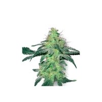 White Label White Skunk - feminised