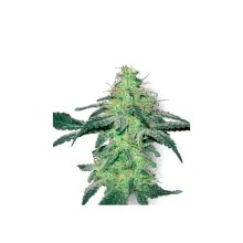 White Label White Skunk - feminised