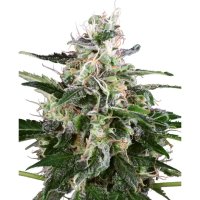 White Label White Skunk Auto - feminised