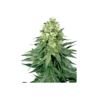 White Label White Widow Auto - feminised