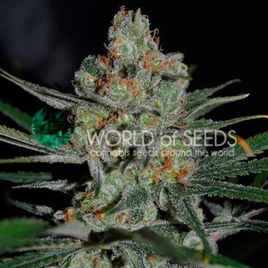 World Of Seeds Afghan Kush (Early Harvest) - feminised