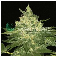 World Of Seeds Afghan Kush (Pure Origin Collection) - feminised