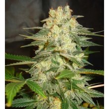 World Of Seeds Afghan Kush Ryder Auto - feminised