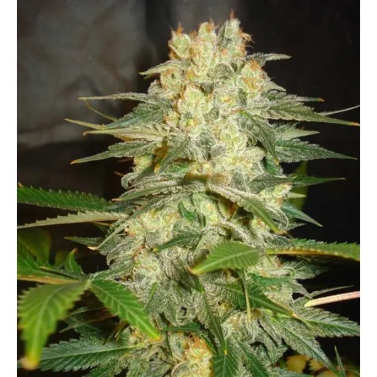 World Of Seeds Afghan Kush Ryder Auto - feminised