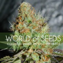 World Of Seeds Afghan Kush Special (Legend Collection) - feminised