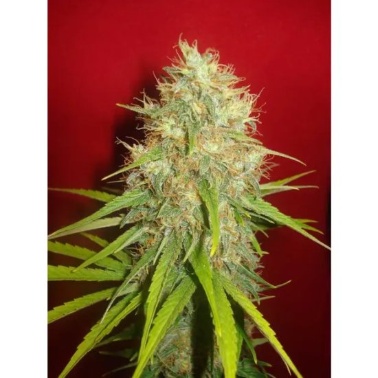 World Of Seeds Afghan Kush X Skunk Medical - feminised