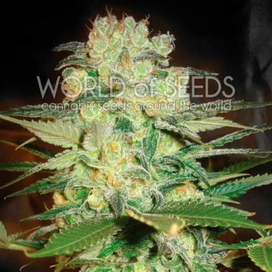 World Of Seeds Afghan Kush X White Widow Medical - feminised