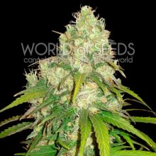 World Of Seeds Afghan Kush X Yumbolt Medical - feminised