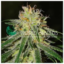 World Of Seeds Amnesia Early Harvest - feminised