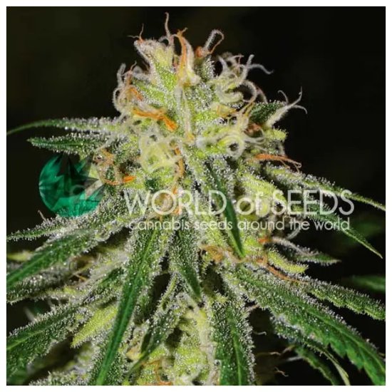 World Of Seeds Amnesia Early Harvest - feminised