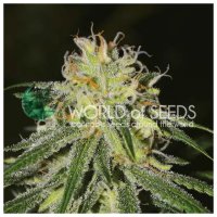 World Of Seeds Amnesia (Legend Collection) - feminised