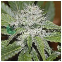 World Of Seeds Amnesia Ryder Auto - feminised