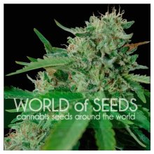 World Of Seeds Brazil Amazonia (Pure Origin Collection) - feminised