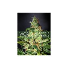 World Of Seeds Chronic Haze (Legend Collection) - feminised