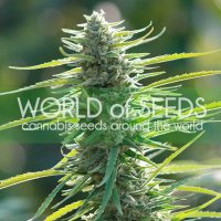 World Of Seeds Colombian Gold (Pure Origin Collection) - feminised