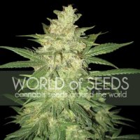 World Of Seeds Colombian Gold Ryder Auto - feminised