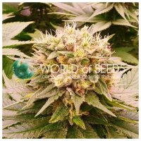 World Of Seeds Harlequeen Thc Free - feminised