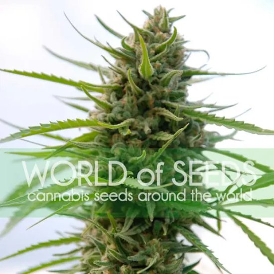 World Of Seeds Kilimanjaro (Pure Origin Collection) - feminised