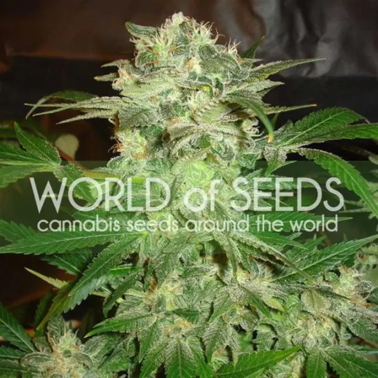 World Of Seeds Mazar Kush (Legend Collection) - feminised