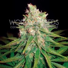 World Of Seeds Mazar X Great White Shark Medical - feminised