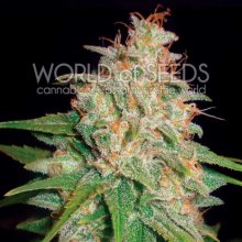 World Of Seeds Mazar X White Rhino Medical - feminised