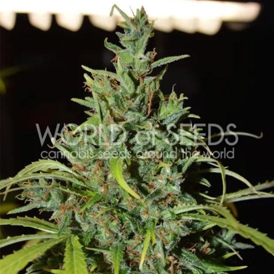 World Of Seeds Neville Haze Ryder Auto - feminised