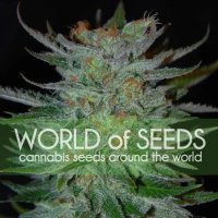 World Of Seeds New York 47 (Legend Collection) - feminised