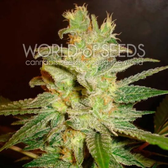 World Of Seeds Northern Light X Big Bud Medical - feminised