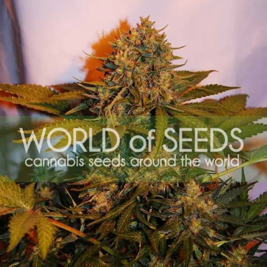 World Of Seeds Northern Light X Big Bud Ryder Auto - feminised