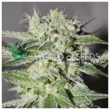 World Of Seeds Pakistan Valley (Pure Origin Collection) - feminised