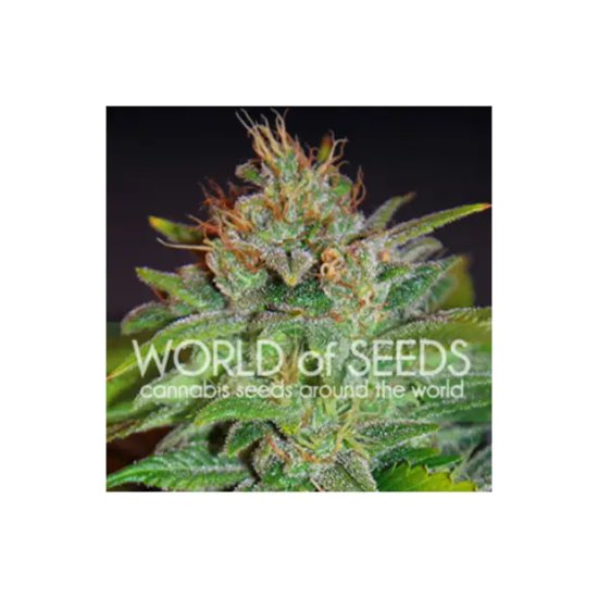 World Of Seeds Skunk 47 (Legend Collection) - feminised