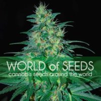 World Of Seeds South African Kwazulu (Pure Origin Collection) - feminised