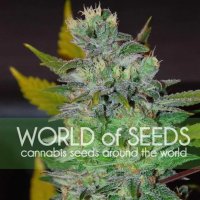 World Of Seeds Space (Legend Collection) - feminised