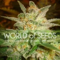 World Of Seeds Star 47 (Legend Collection) - feminised