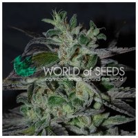 World Of Seeds Strawberry Blue (Early Harvest) - feminised