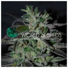 World Of Seeds Strawberry Blue (Early Harvest) - feminised