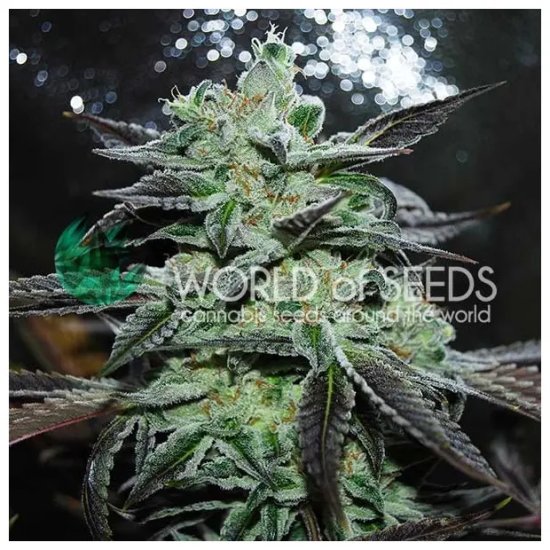 World Of Seeds Strawberry Blue (Legend Collection) - feminised