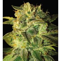 World Of Seeds Sugar Mango Ryder Auto - feminised