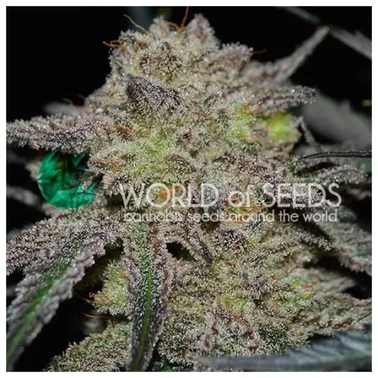 World Of Seeds Tonic Ryder (CBD Collection) - feminised