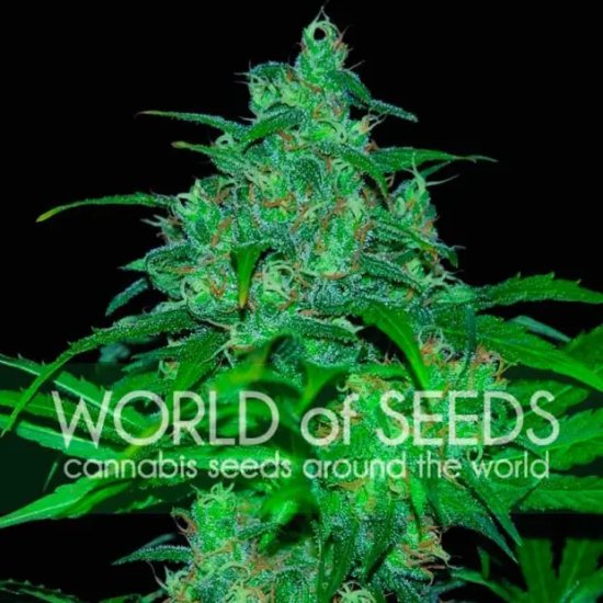 World Of Seeds Wild Thailand Ryder Auto - feminised