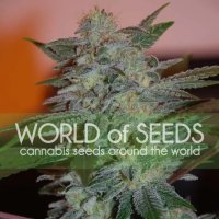 World Of Seeds Yumbolt 47 (Legend Collection) - feminised