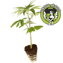 Sensi Star - Paradise Seeds