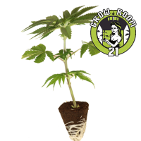 Super Cheese - Trikoma Seeds