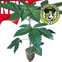 Auto Seedlings - Auto Tropicana Cookies - 420 Fast Buds