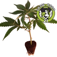 Tropicanna Poison - Sweet Seeds