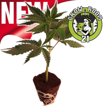 Zombie Kush - Ripper Seeds