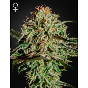 Green House Seeds A.M.S - feminised