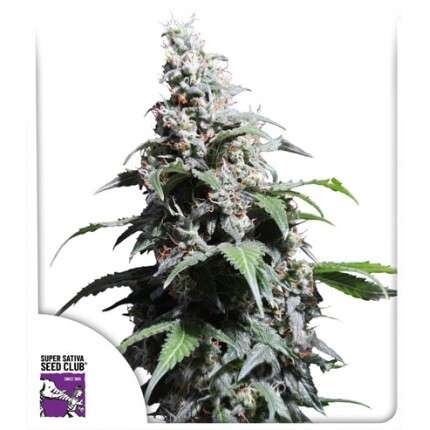 Super Sativa Seed Club Pineapple Poison Click image to close
