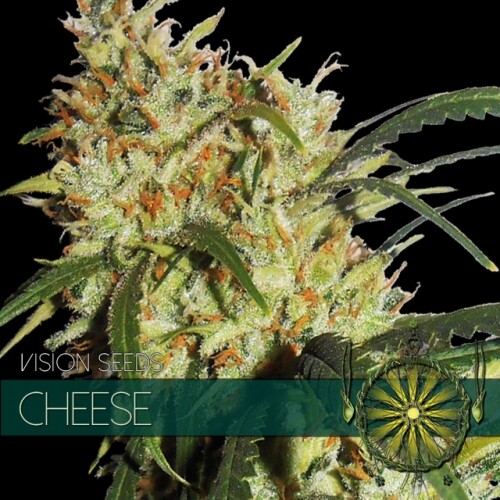 Vision Seeds Cheese Click image to close